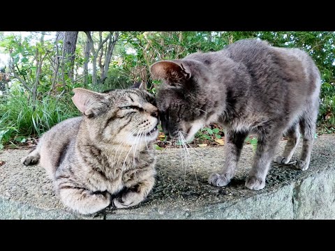 ぽっちゃりなキジトラ猫とスリムな灰色猫をダブルでモフる！(YouTube)