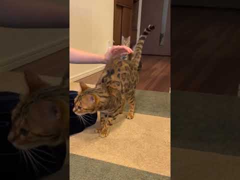 尻叩きを気持ち良いけど澄まし顔で対応する猫さん#shorts(YouTube)