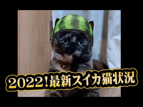 【猫動画】2022！最新スイカ猫状況〜にゃんともパレード〜#187(YouTube)