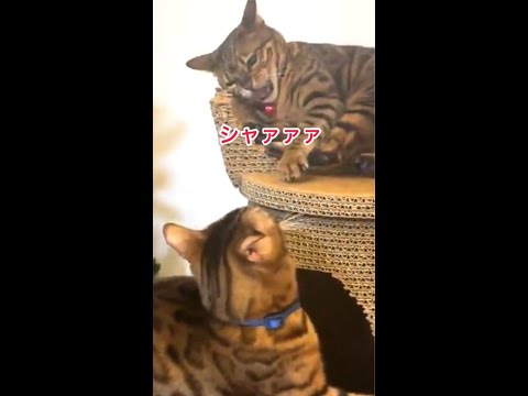 鬼嫁と嫁猫大好き夫猫❤💙 #shorts(YouTube)
