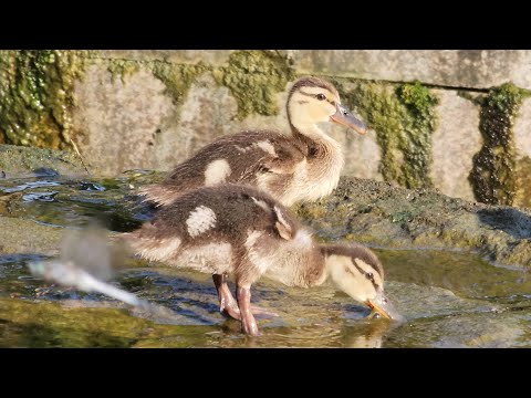 【番外編】無邪気に遊ぶカモの赤ちゃんをママがお迎えにやって来た(YouTube)