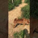 飼い犬を保健所に持ち込むのは止めて❗️　#Shorts(YouTube)