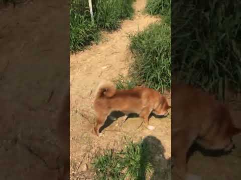 飼い犬を保健所に持ち込むのは止めて❗️　#Shorts(YouTube)