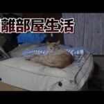 ハルちゃんの隔離部屋生活が始まった日(YouTube)