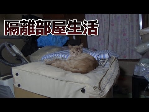 ハルちゃんの隔離部屋生活が始まった日(YouTube)