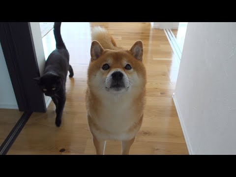 寝坊した飼い主が「柴犬と子猫の全勢力」に起こされる。(YouTube)