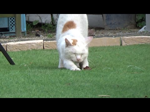 猫の鼻水を３年間拭き続けたら変なスキルが身に付く(YouTube)