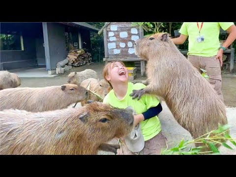 お手なのか、抱きついてるのか分からないけど今日も平和です。(YouTube)