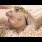 ハムスターさん、ついに頭おかしくなる…(YouTube)