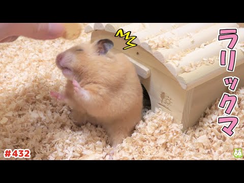 ハムスターさん、ついに頭おかしくなる…(YouTube)