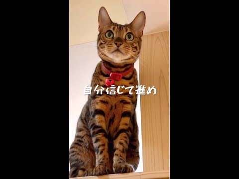 猫がバカな私を励ましてくれる #shorts(YouTube)