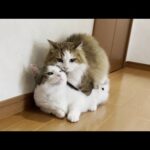 忘れた頃にさかり時期？がやってくる猫(YouTube)