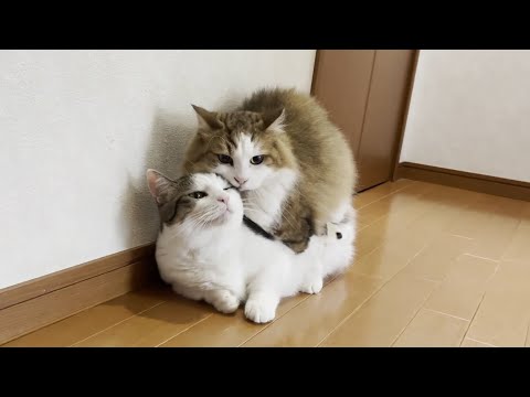 忘れた頃にさかり時期？がやってくる猫(YouTube)
