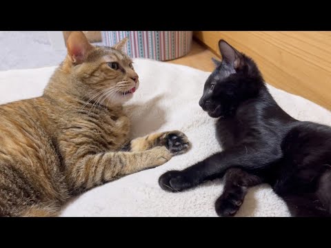 子猫をクンクン♪その後斬新すぎるフレーメンをする麦わら猫♥(YouTube)