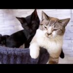 お兄ちゃんお姉ちゃん猫が好き過ぎてムギュ～してしまう子猫♥(YouTube)
