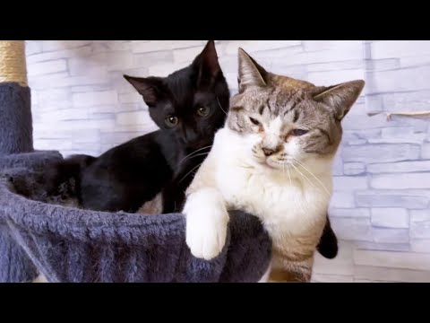 お兄ちゃんお姉ちゃん猫が好き過ぎてムギュ～してしまう子猫♥(YouTube)