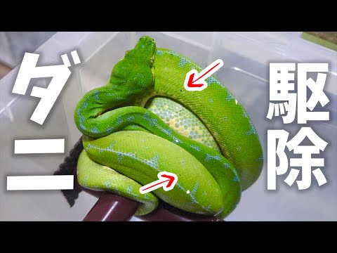ヘビに大量のダニが発生したので駆除します(YouTube)