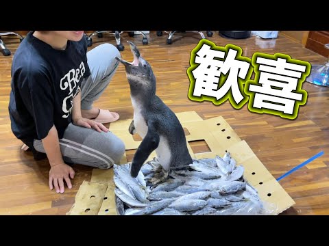 ペンギンがずっと待ち続けていたある物が届いて歓喜の雄叫びをあげる！！(YouTube)