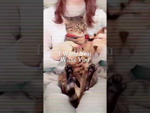 ベルっぽいなソレ🐈❤ #shorts(YouTube)
