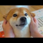 実家の柴犬の突然の訪問に、柴犬が慌てふためく様子。(YouTube)