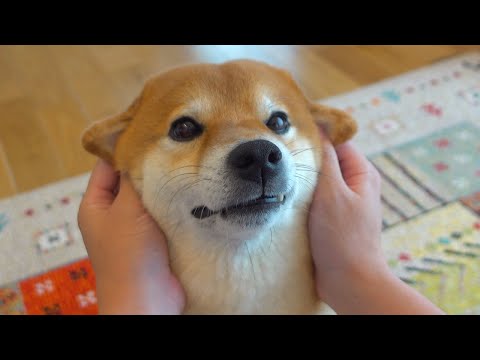 実家の柴犬の突然の訪問に、柴犬が慌てふためく様子。(YouTube)