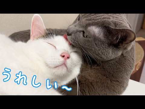 パトロールしてから仲良く寝る猫たちが可愛すぎる…！(YouTube)