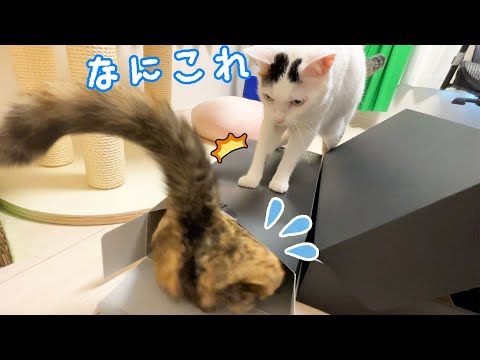 隠れるモモちゃんの上に容赦なく乗る魔王チロさん(YouTube)