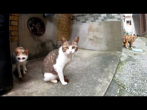 【今週のボツ動画】短い野良猫動画まとめて公開-unreleased video of this week-2022/7/2w(YouTube)