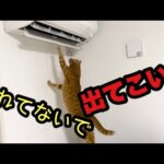 【猫鳴き声】突然エアコンが気になりお話しし出す猫が可愛い！！(YouTube)