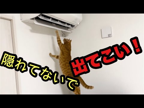【猫鳴き声】突然エアコンが気になりお話しし出す猫が可愛い！！(YouTube)