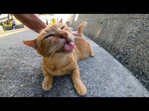 防波堤の日陰で休む野良猫を撫でるとゴロゴロ言ってカワイイ(YouTube)
