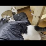 猫が集まる部屋に猫が集まる寝袋でお母さんが寝てみた(YouTube)