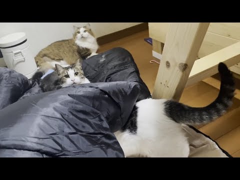 猫が集まる部屋に猫が集まる寝袋でお母さんが寝てみた(YouTube)