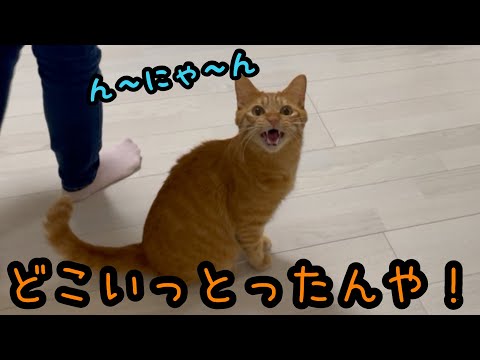 【猫鳴き声】飼い主が帰宅後、いろんな手段でご飯を催促する猫たち(YouTube)