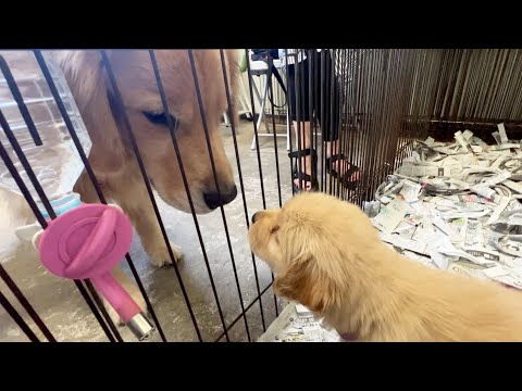 子犬の名前で悩んでいるのでご相談させてください。(YouTube)