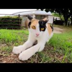 ダミ声の三毛猫ちゃんが「遊ぼうよ～」と後をついてくる(YouTube)