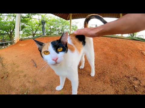 土俵にいた三毛猫がモフられに寄って来た(YouTube)