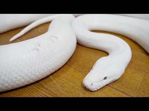 自分を噛んでしまった重度の神経障害持ち大蛇のその後の怪我の様子を見てみる(YouTube)