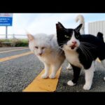 頭突き対決！？白猫とハチワレ猫が頭をゴツンとぶつけ合うw(YouTube)