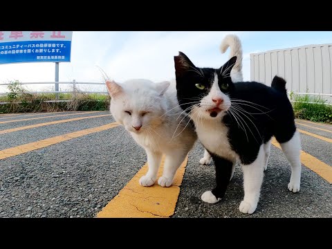 頭突き対決！？白猫とハチワレ猫が頭をゴツンとぶつけ合うw(YouTube)