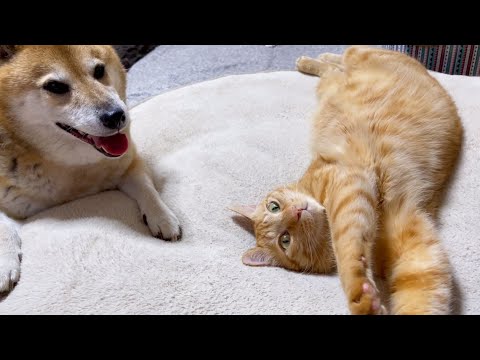柴犬が側に来てくれて嬉しさを全身で表現する茶トラ猫♥(YouTube)