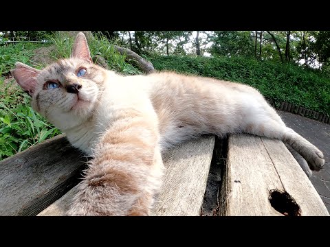 ベンチでくろぐシャム猫をモフっていたら、下に黒猫も隠れていた(YouTube)