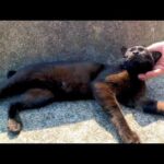 海辺の道で見掛けた子猫の黒猫ちゃん、撫でると防波堤まで付いてきて甘えてきた(YouTube)