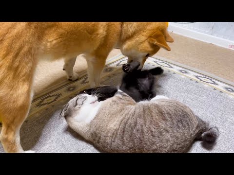先住猫がギュ～してる間に健康チェックをする柴犬♥(YouTube)