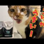 にゃんこが喜ぶご飯をあげたい！我が家のご飯事情♪(YouTube)