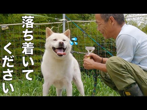 落ち着く事が出来ない性格を笑顔でごまかす紀州犬キッシュとブラッシング対決(YouTube)
