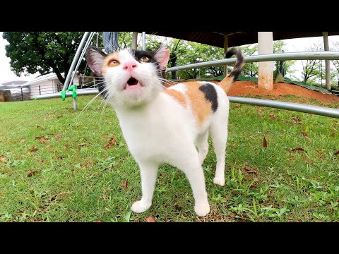土俵にいた三毛猫と目が合うと「撫でてくれ！」と近寄ってきた(YouTube)