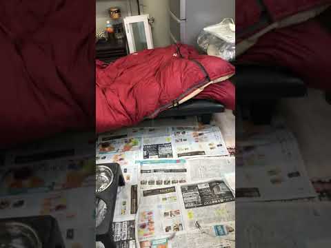 ポチパパの寝ぐら公開　#Shorts(YouTube)
