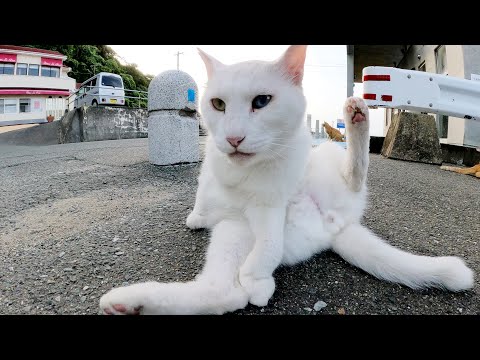 夕方の漁港に行くと、モフりきれないくらいの猫達が集まっていた(YouTube)