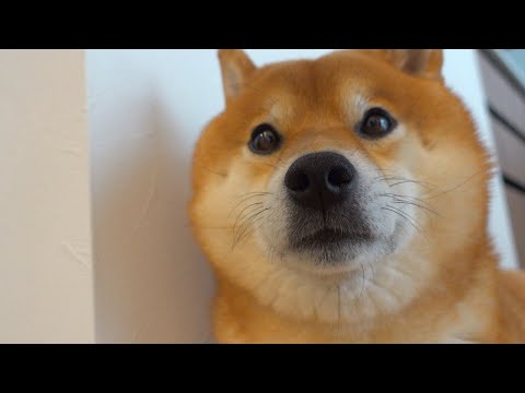 自分だけ外出できなかった時の柴犬がかわいい。(YouTube)